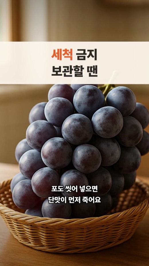 시스템이 만든 쇼츠 프레임